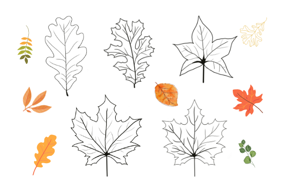 Elevate Designs with Fall Leaves Clip Lineart