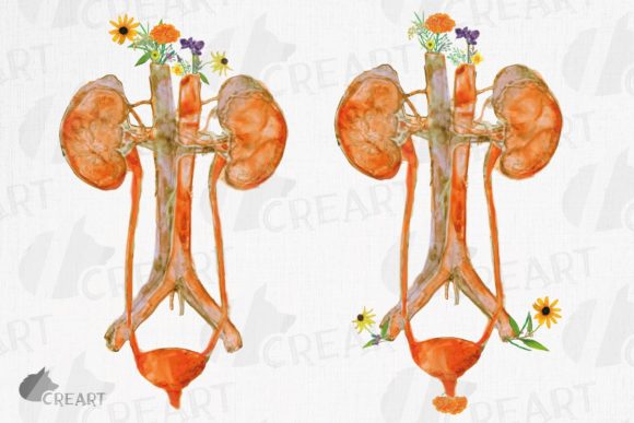 Evaluating Prairie Flowers Urinary Tract System Art for Creative and Medical Projects